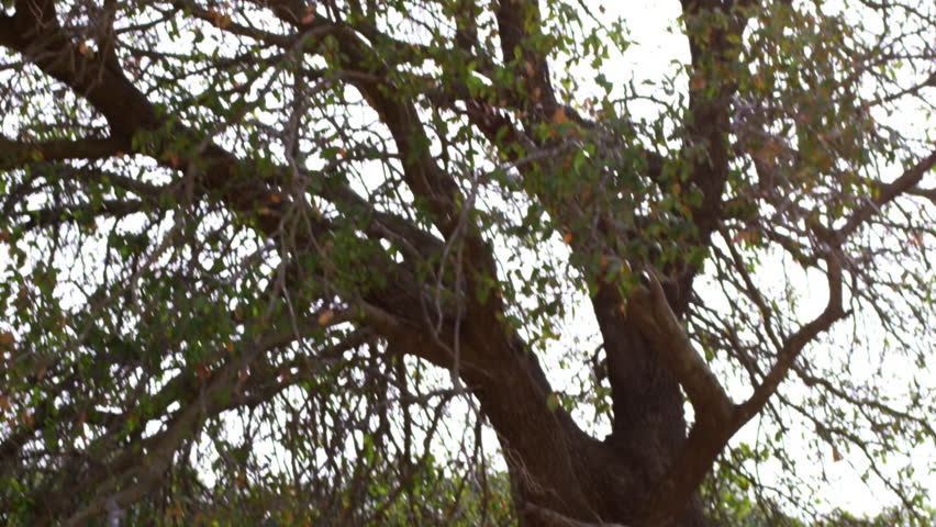 Exposed root system of tree shot in Israel.