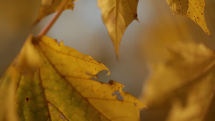 Extreme Close-up of Yellow Maple Leaf
