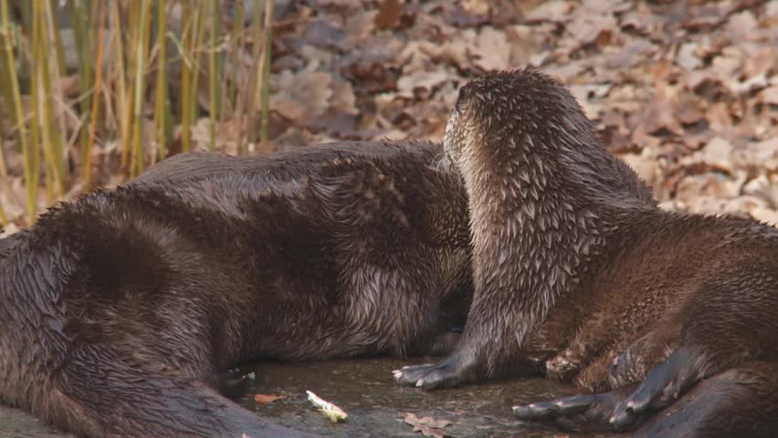 river otter