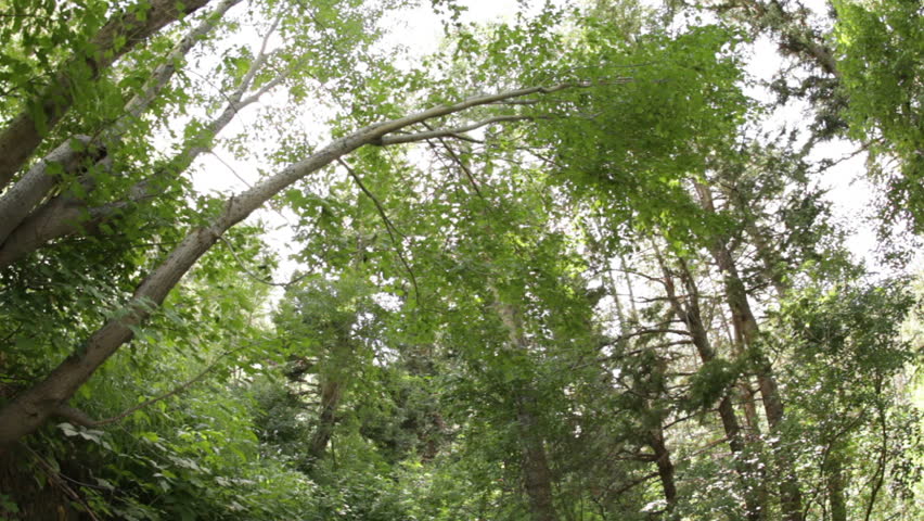 Sun glistening through treetops