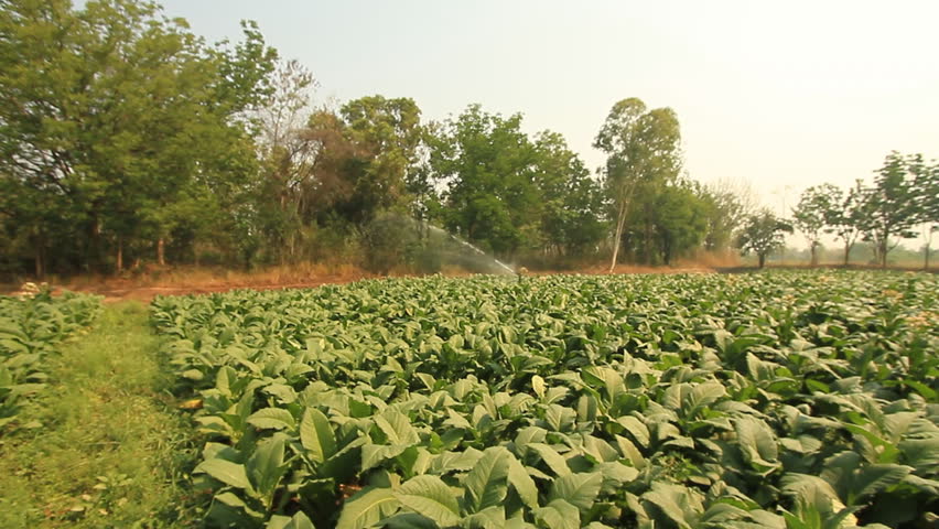 Stabilized shot :Tobacco plantations