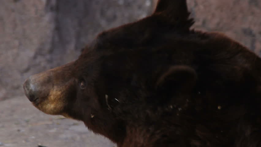 Brown bear turns head, flashes sad eyes. 1080p