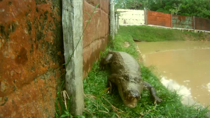 Crocodile, South-America