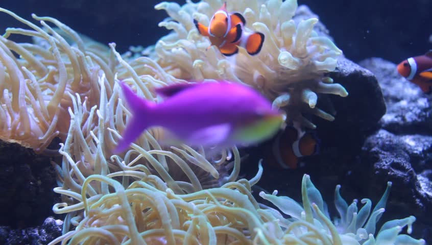 Depth of field video of tropical clown fish swimming among white anemone