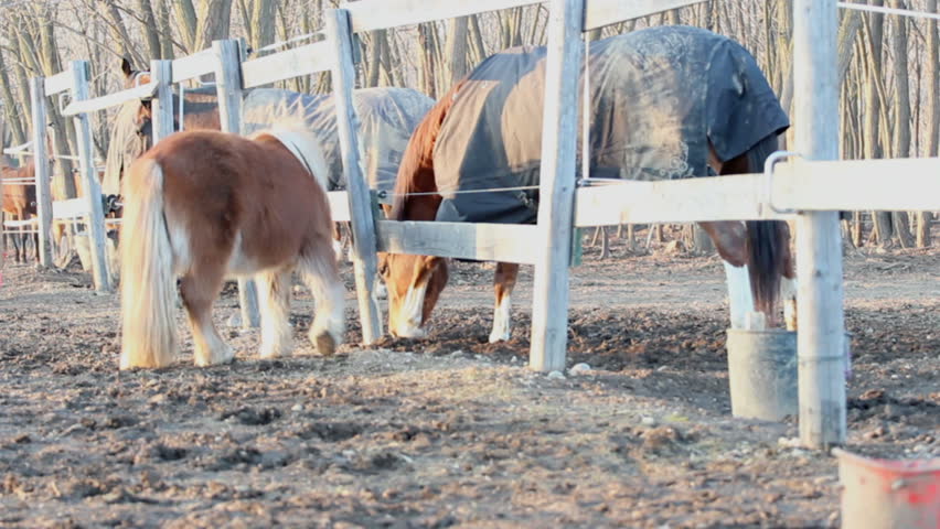 horse and shetland pony in the paddock 