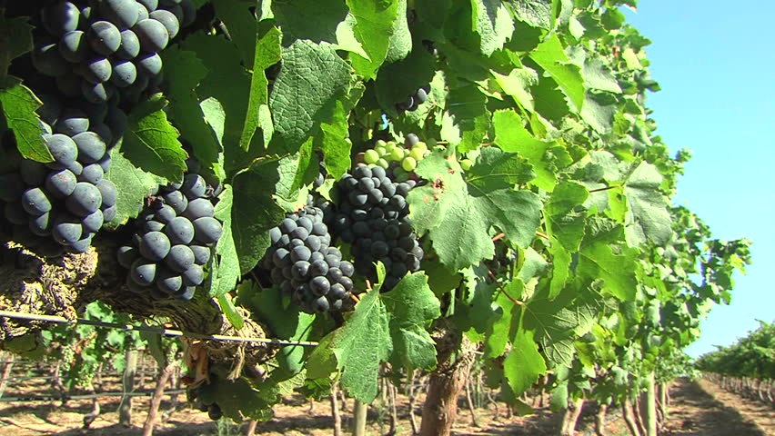red grapes on the vine