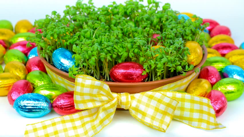 Time lapse - growing cress seedlings and chocolate eggs (Easter concept)