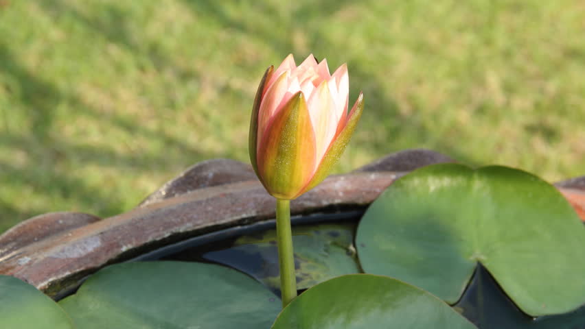 time lapse, lotus blooming, hd