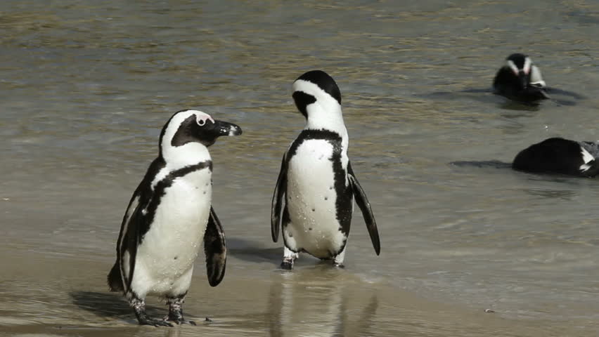 African penguins (Spheniscus demersus) on the beach, Western Cape, South Africa 