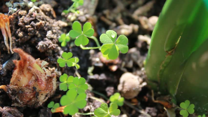 Green sprouts on the sun