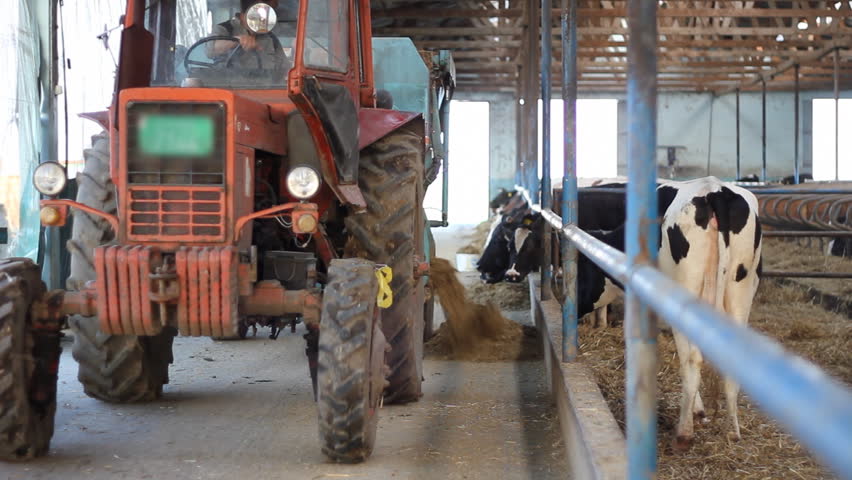 Cows on Farm, feeding animals