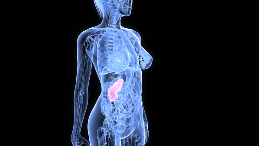 highlighted pancreas