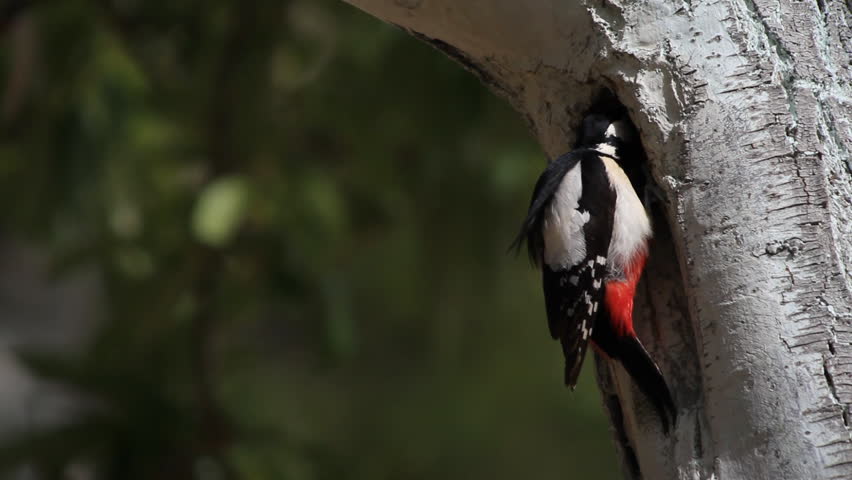 Great Spotted Woodpecker (Dendrocopus major) feeding their young