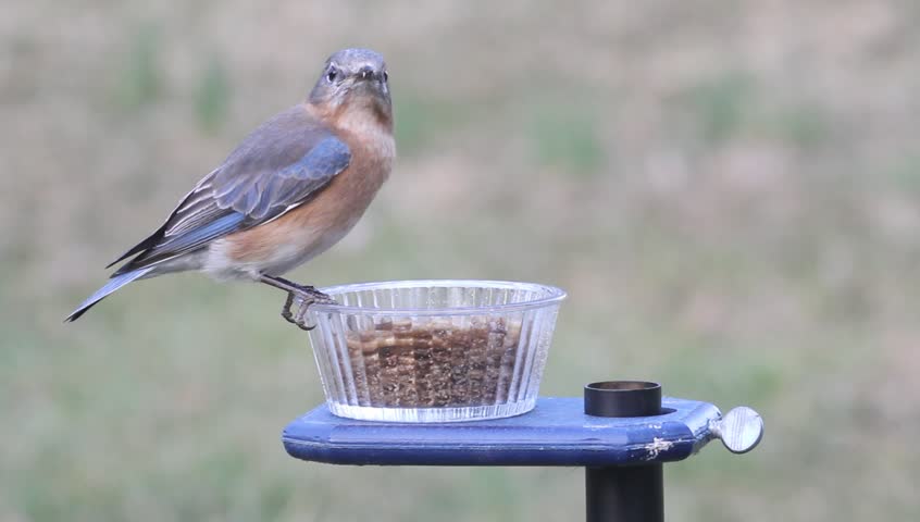 Eastern Bluebird (Sialia sialis) on a feeder eating mealworms from a cup