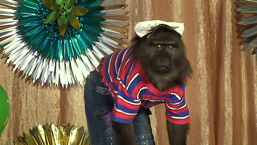 performance of a circus monkey