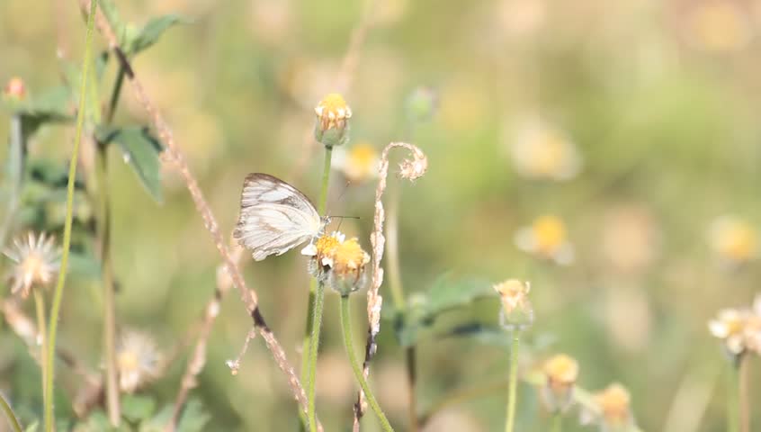 Butterfly and flowers