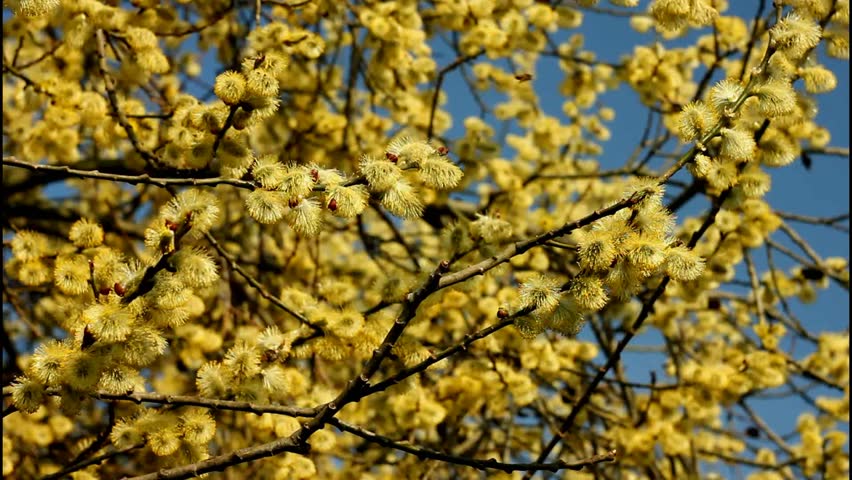 yellow catkins