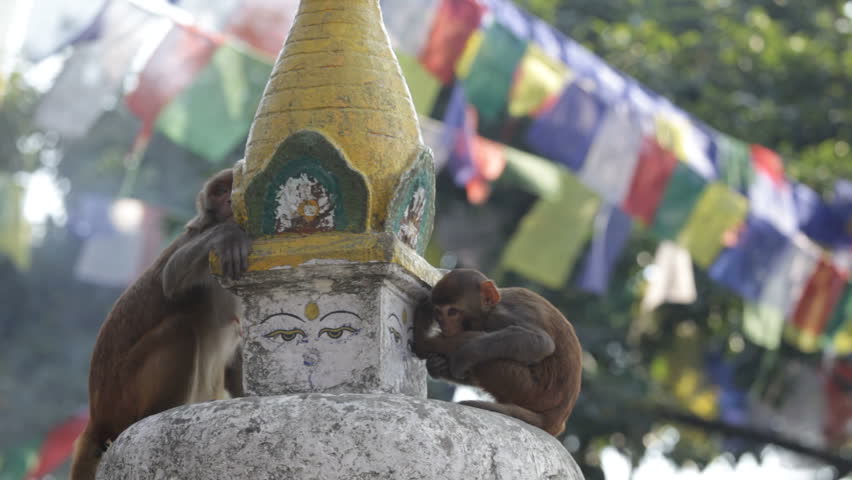 Monkey. Nepal.