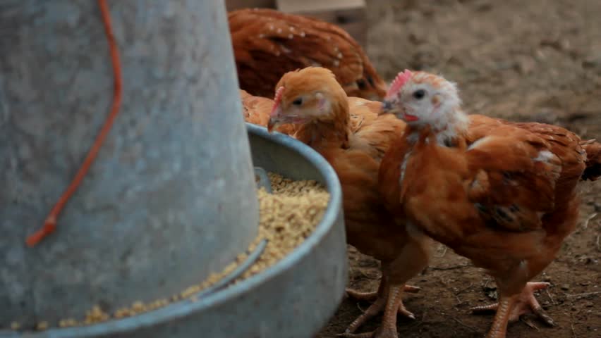 Little organic grown chickens eating
