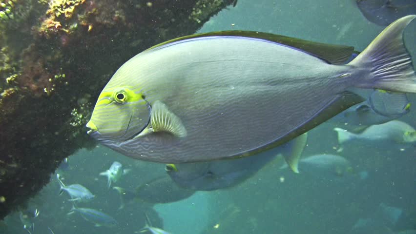 Header of Acanthurus mata