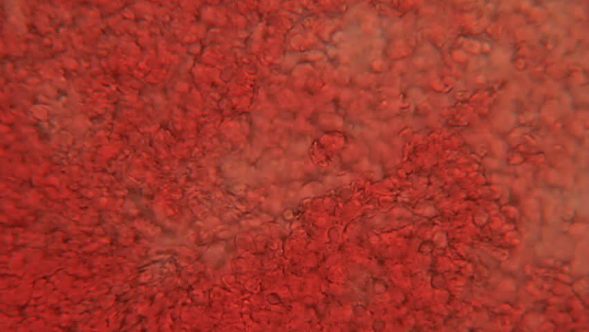 Blood Platelets Magnified 400x. Blood Platelets 400x magnification on very slim capillary slice, with the aid of a halogen bacteriological microscope.