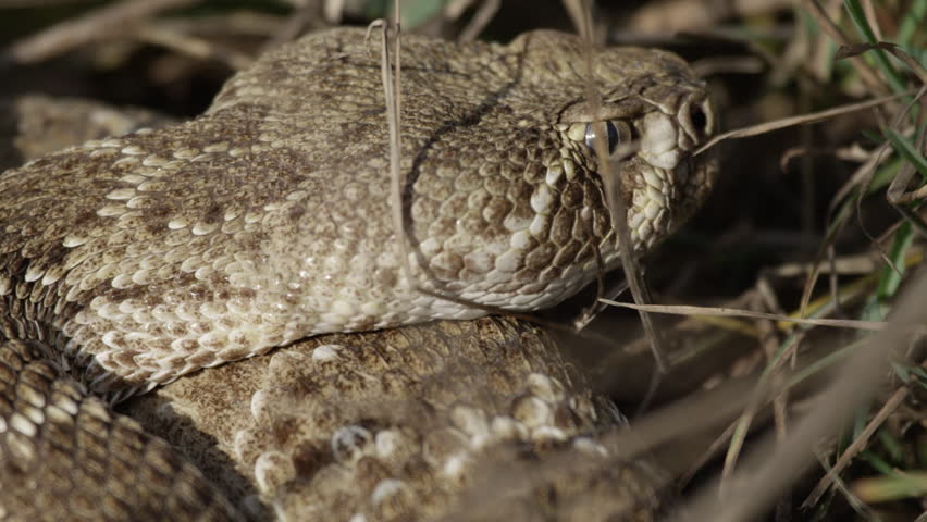 Header of diamondback