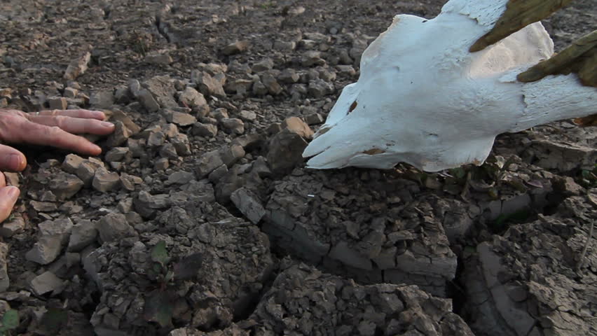 Man crawls, claws through arid, cracked earth with his hands, next to bleached animal skull. 1080p