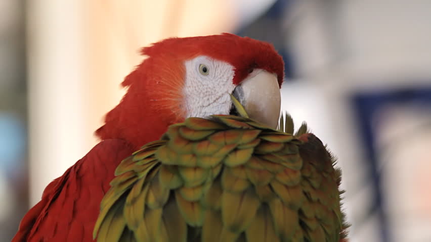 Macaws Grooming Each Other. Close up of Scarlet macaw as it grooms her mate a hybrid species to clean parasites of the neck.