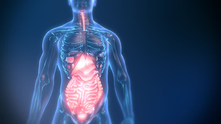 Zoomin Shot Of Male Stomach Showing Lungs, Liver, Heart, Intestines And