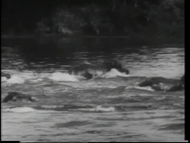 Hippopotamuses crossing river