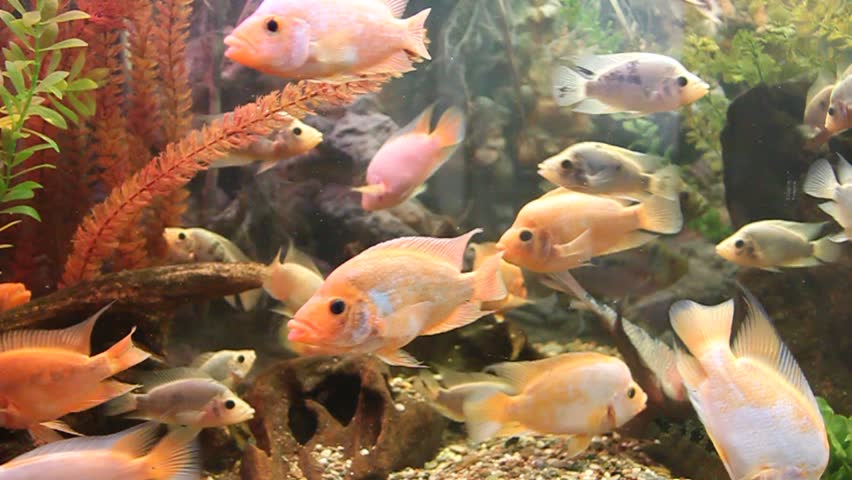 Fish in aquarium