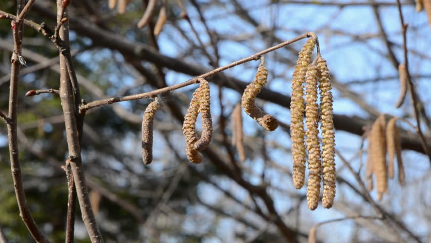 nut wood catkins in the spring wind