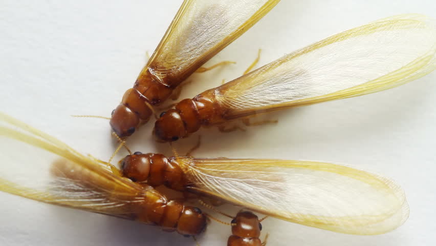 Winged Termites Over White (HD). Winged dampwood termites seen inside a lab sample box seen from the top. These are migratory specimens which grow wings to find spots to build new colonies.