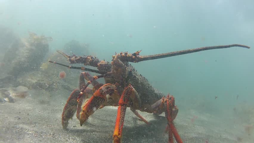 Closeup from Giant Rock Lobster at marine reserve Goat Island in New Zealand
