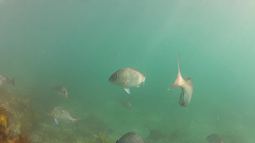 Several fish species at marine reserve Goat Island in New Zealand