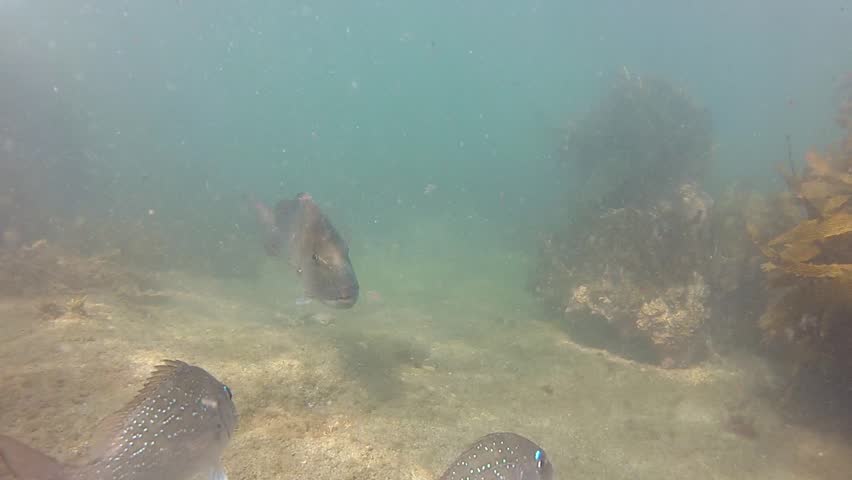 Snapper fish in full view at marine reserve Goat Island in New Zealand
