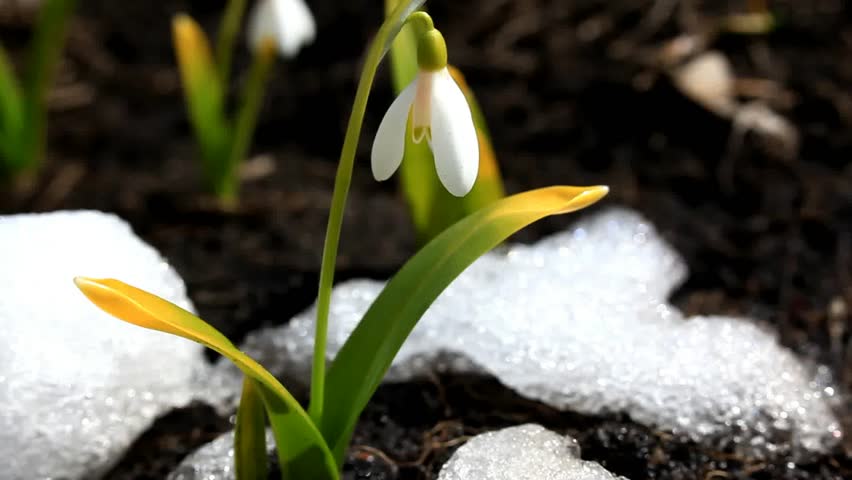 Spring flower Galanthus snowdrop in snow 1920?1080 definition high  