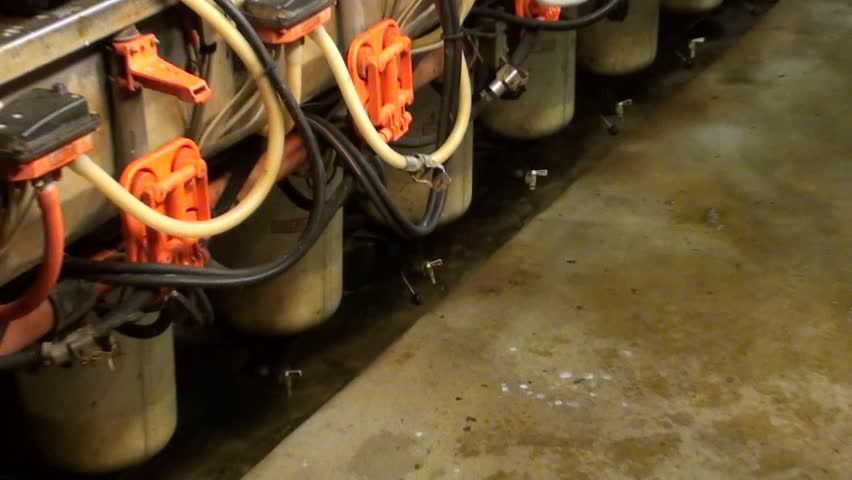 farmer milking his cows with machine