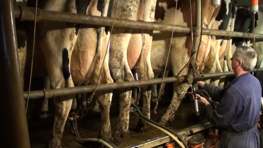 farmer milking his cows with machine