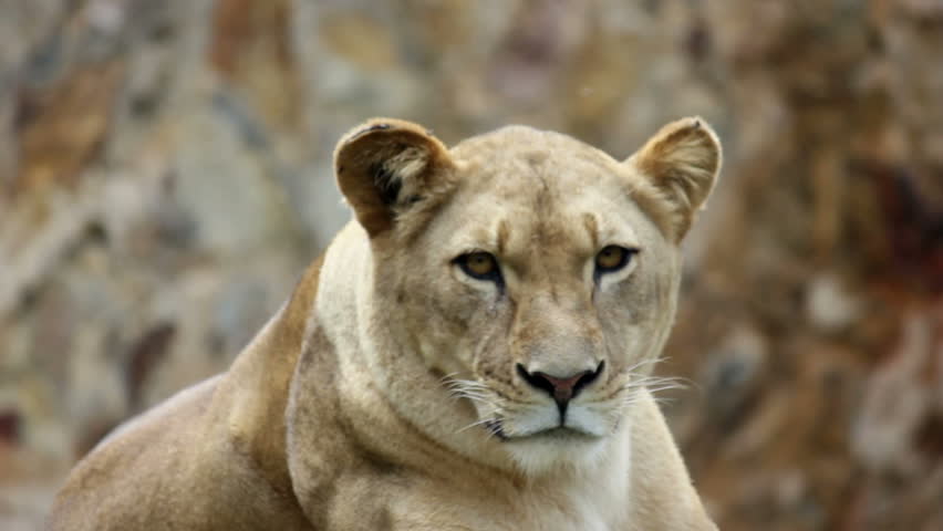 lion close shot