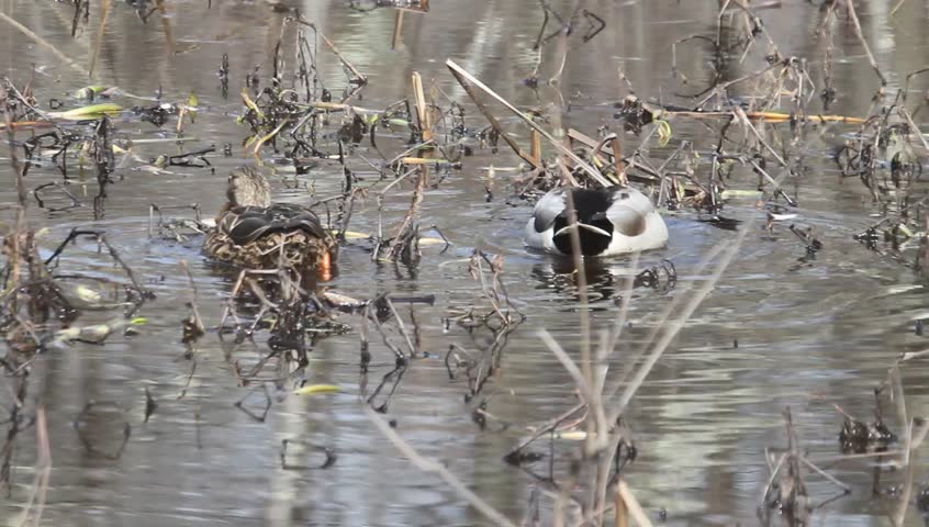 Pair of Mallard (Anas platyrhynchos) feeding in a pond among lily pads
