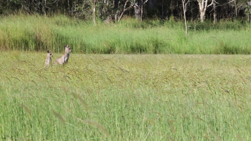 Kangaroos jumping and looking at the camera in tall grass, Queensland, Australia.