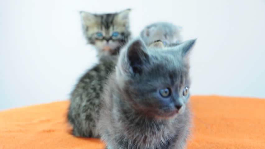 group of kittens