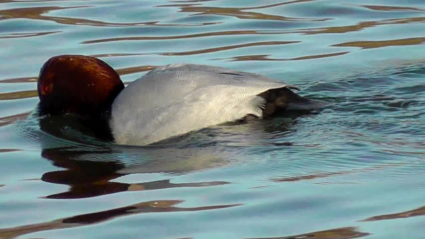 Male common pochard swimming, drinking water and then diving