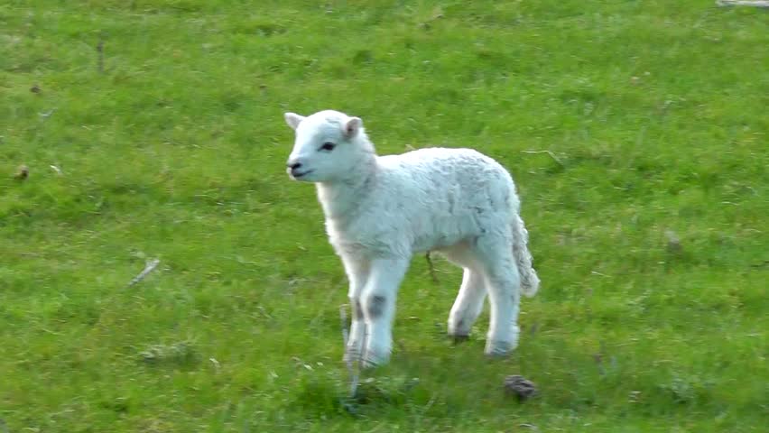Spring lamb walking on meadow