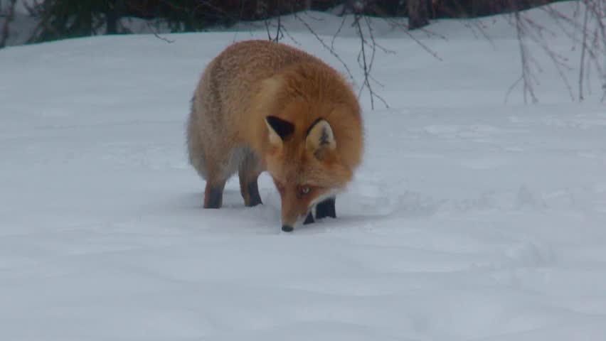 fox