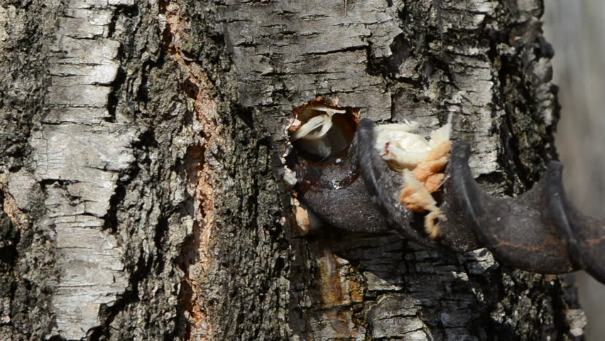 drilling spring birch trunk for sap