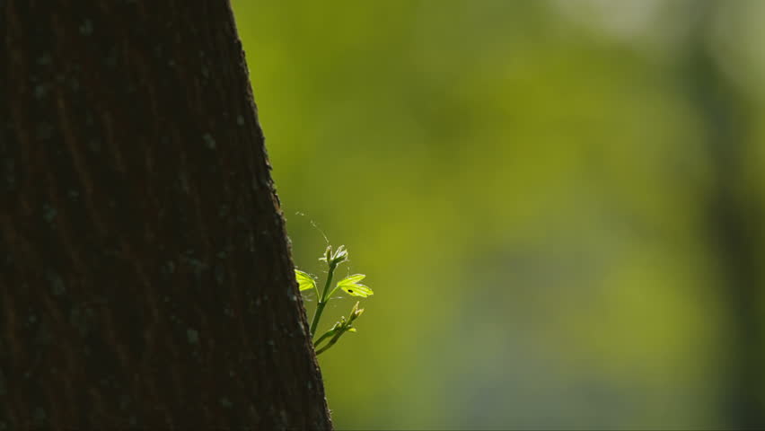 Rack focus from single sprout to a treetop. 