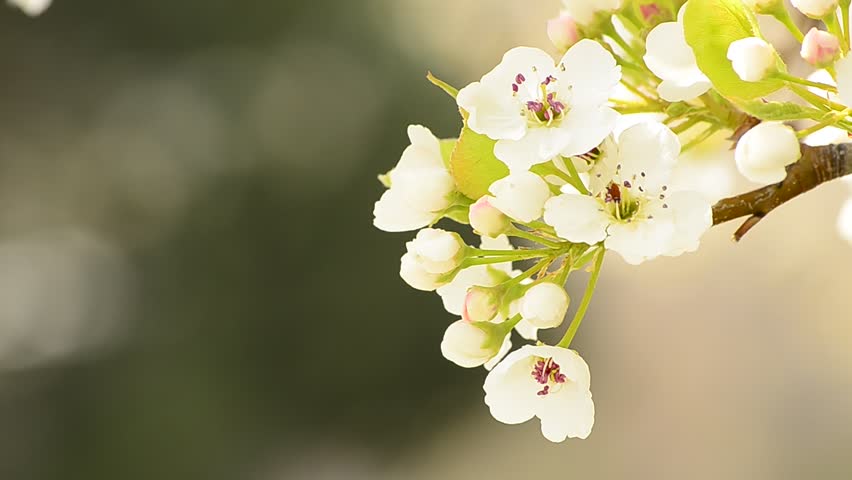 White spring tree blossoms with green background