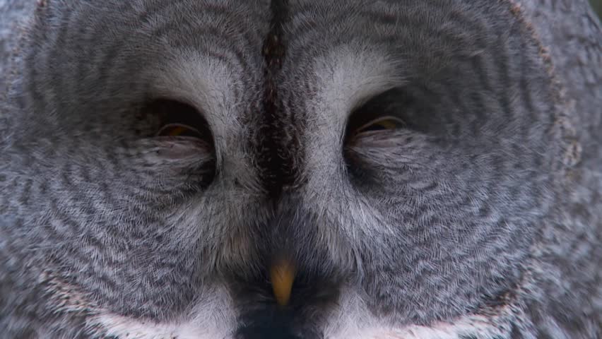 great grey owl